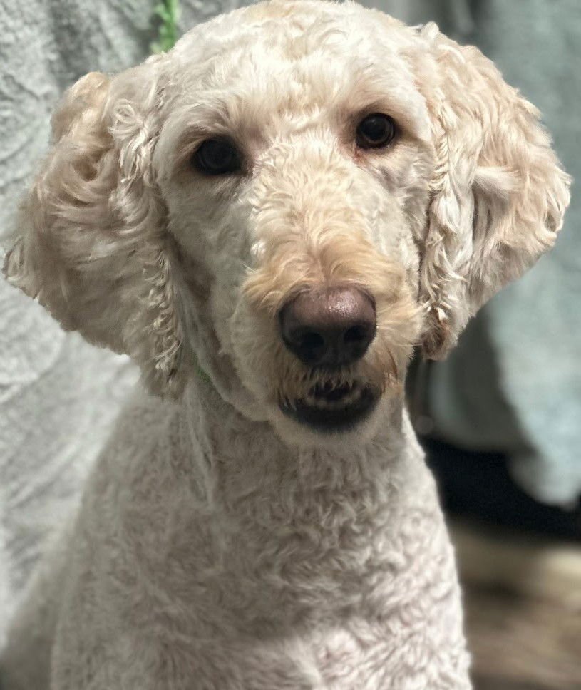 EMBER - Poodle (Standard) / Golden Retriever for adoption in Sioux Falls