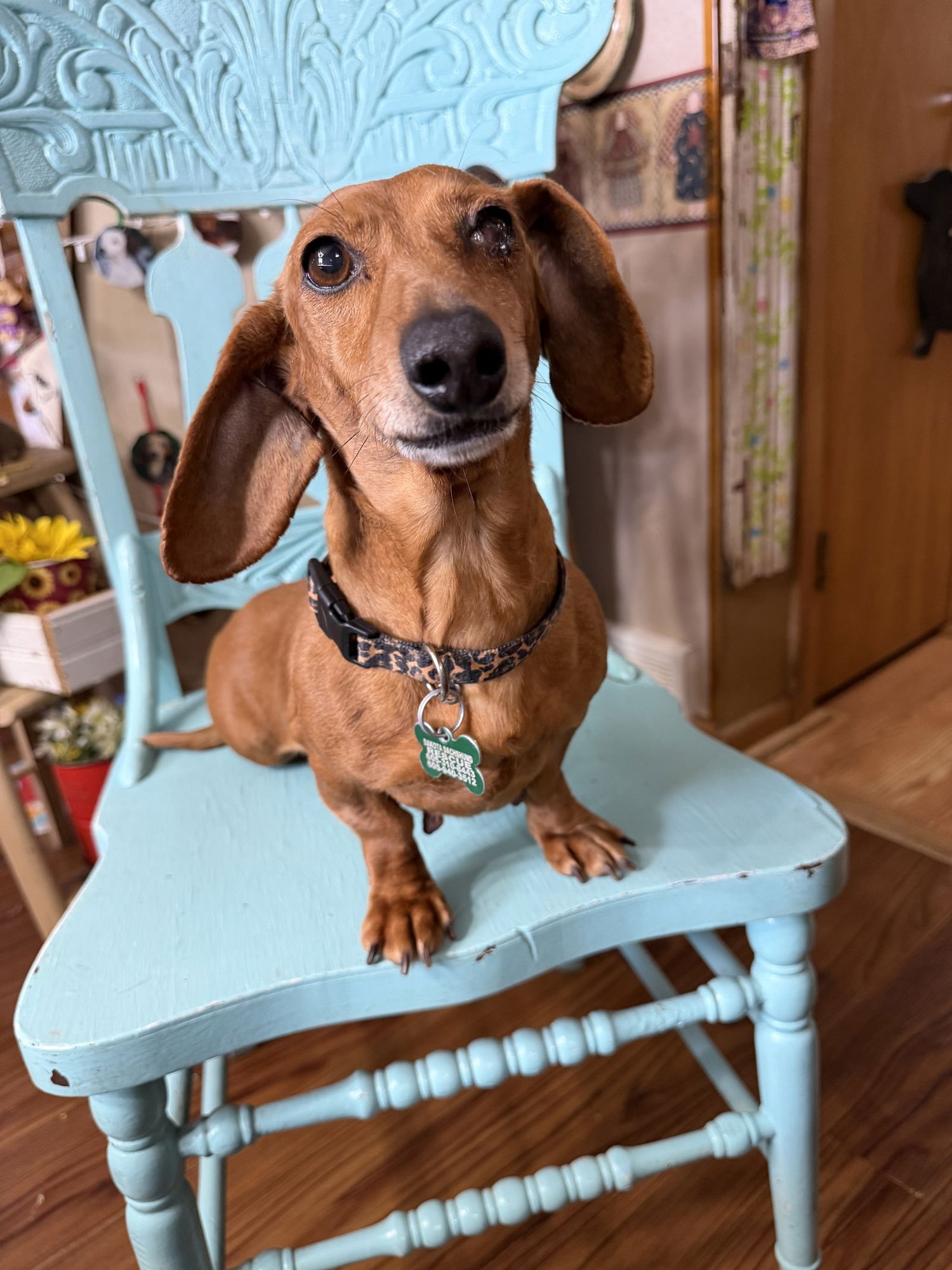 EDITH - Dachshund for adoption in Sioux Falls