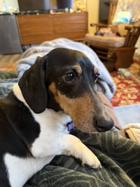 Gus - Photo 1