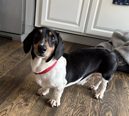 GUS - Dachshund available for adoption