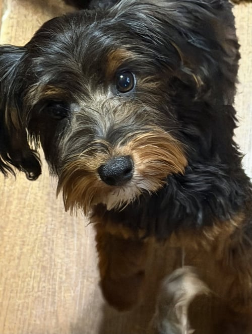 LINCOLN - Yorkshire Terrier Yorkie / Poodle (unknown type) for adoption in Sioux Falls
