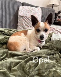 Opal - Photo 1