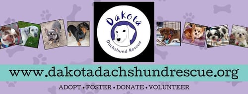 GET PRE-APPROVED - Dachshund for adoption in Sioux Falls
