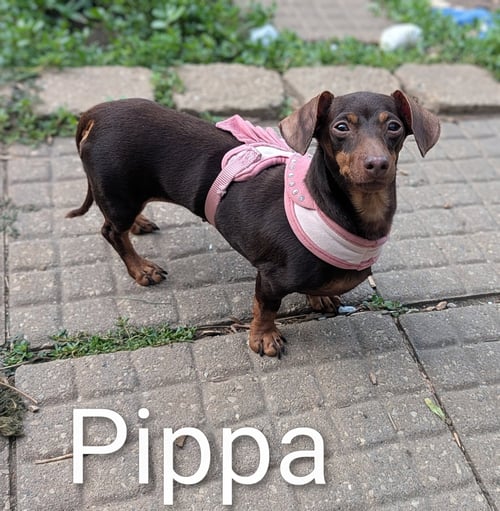 PIPPA