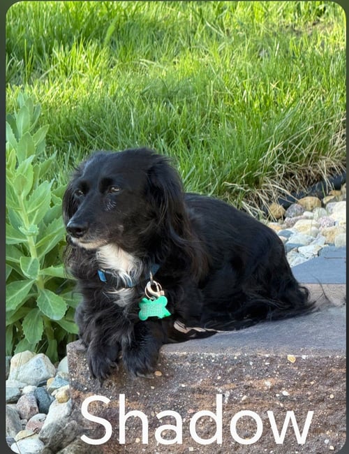 SHADOW - Dachshund for adoption in Sioux Falls