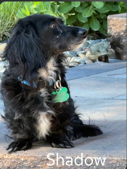 SHADOW - Dachshund available for adoption