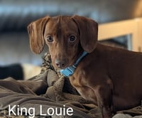 King Louie and Buster - Photo 1