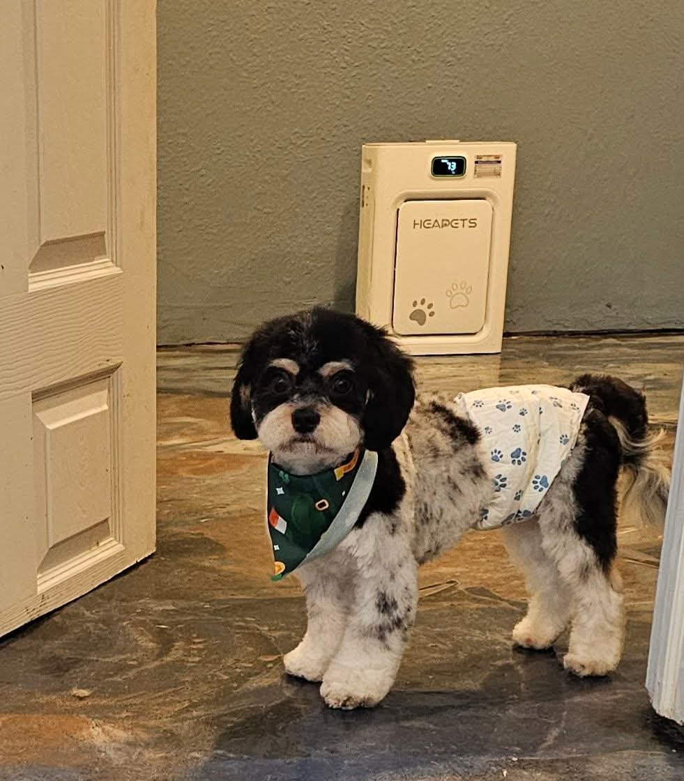 BENNY - Cavalier King Charles Spaniel / Bichon Frise for adoption in Sioux Falls