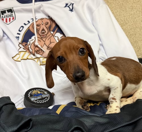 FRED - Dachshund for adoption in Sioux Falls