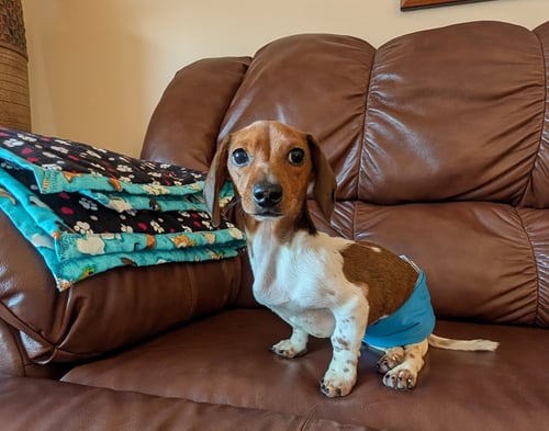 FRED - Dachshund available for adoption