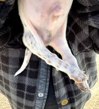 Fred - Photo 12