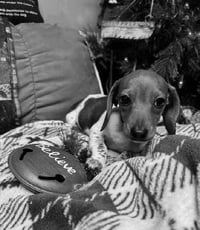Fred - Photo 6