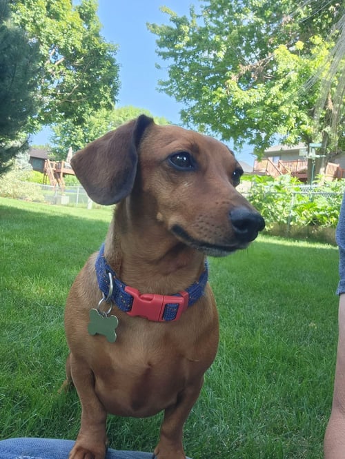 MILES - Dachshund for adoption in Sioux Falls