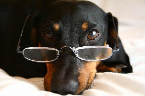 AFRAID OF COMMITMENT - Dachshund available for adoption