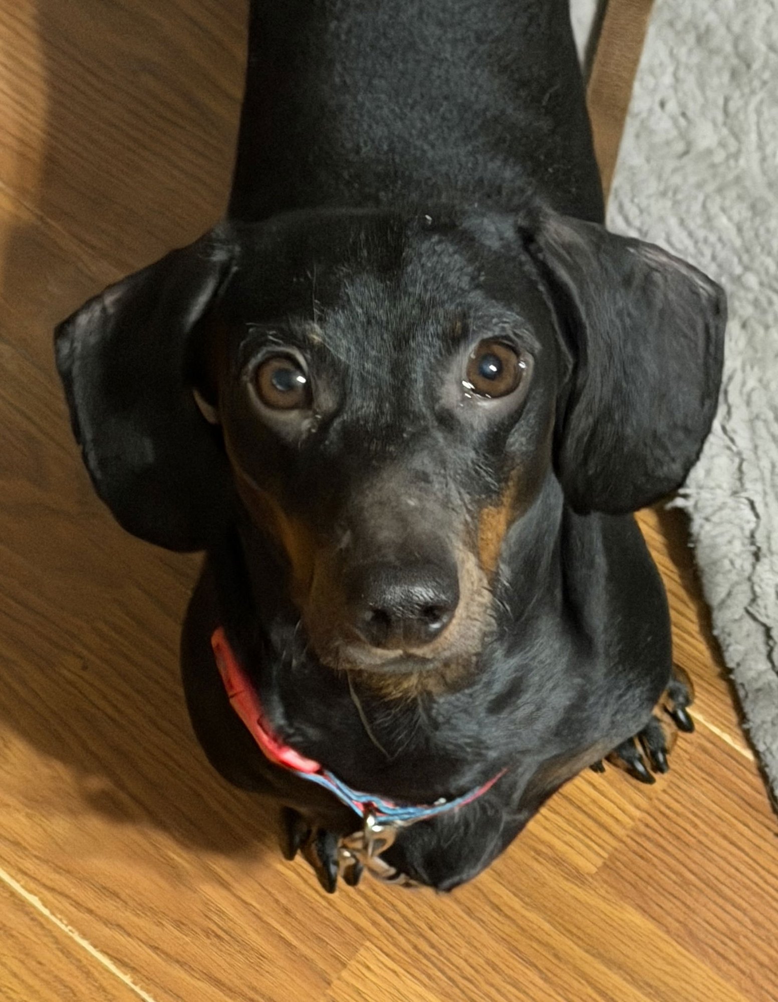 TEDRICK - Dachshund for adoption in Sioux Falls