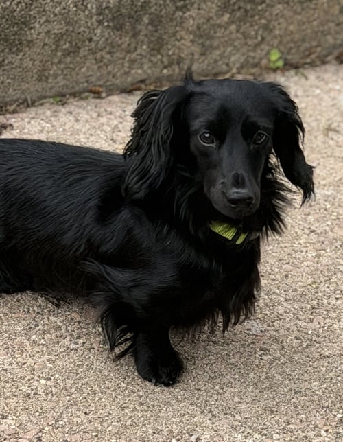 ACE - Dachshund available for adoption