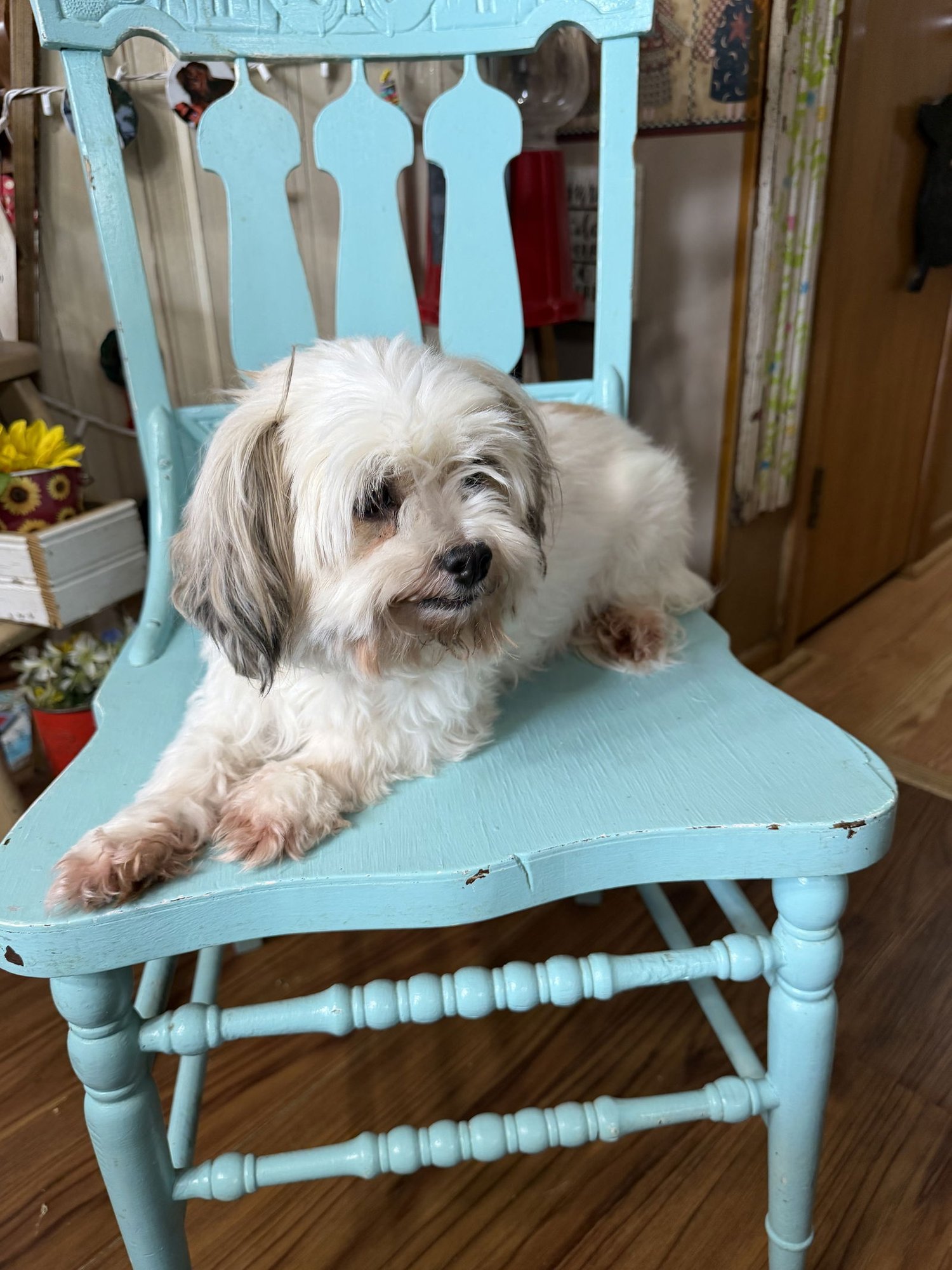 CORA - Shih Tzu for adoption in Sioux Falls