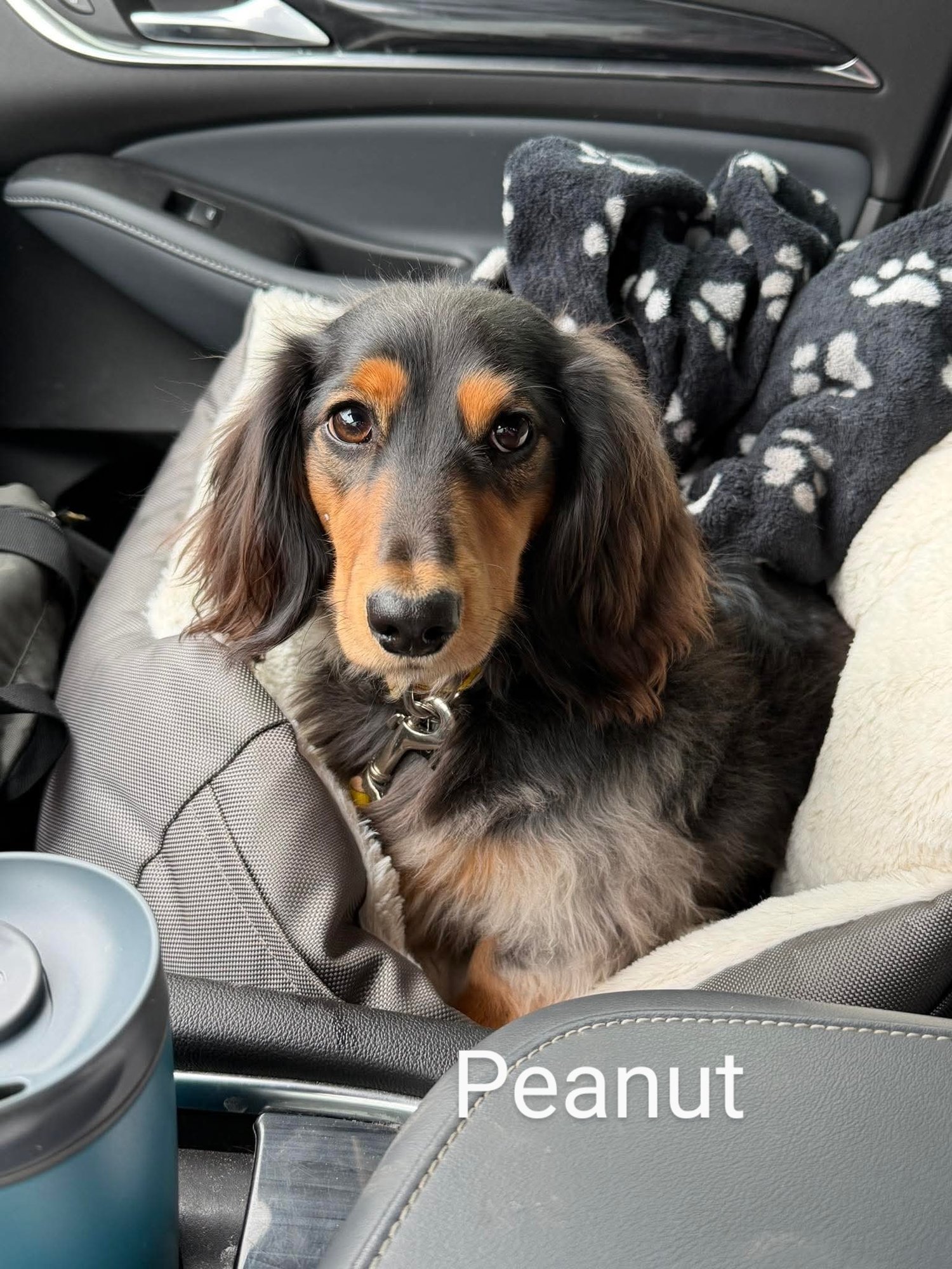 PEANUT - Dachshund for adoption in Sioux Falls