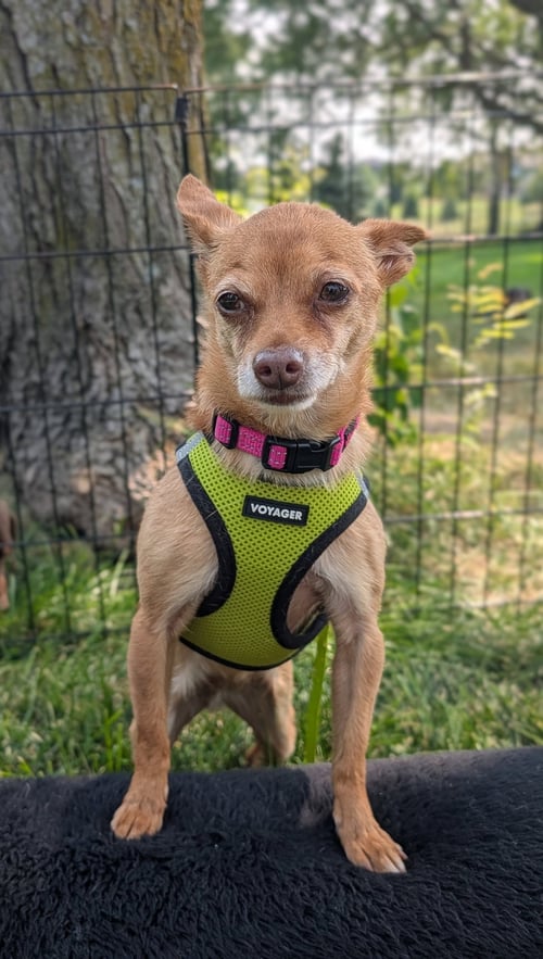 HONEY - Chihuahua for adoption in Sioux Falls