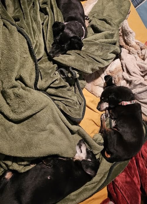 VIOLET AND ABBY - Dachshund available for adoption