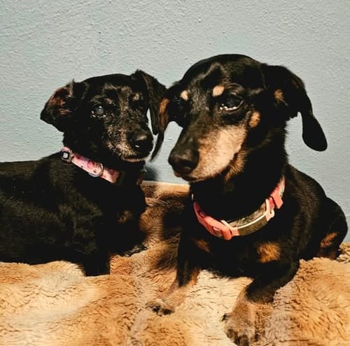 VIOLET AND ABBY - Dachshund for adoption in Sioux Falls