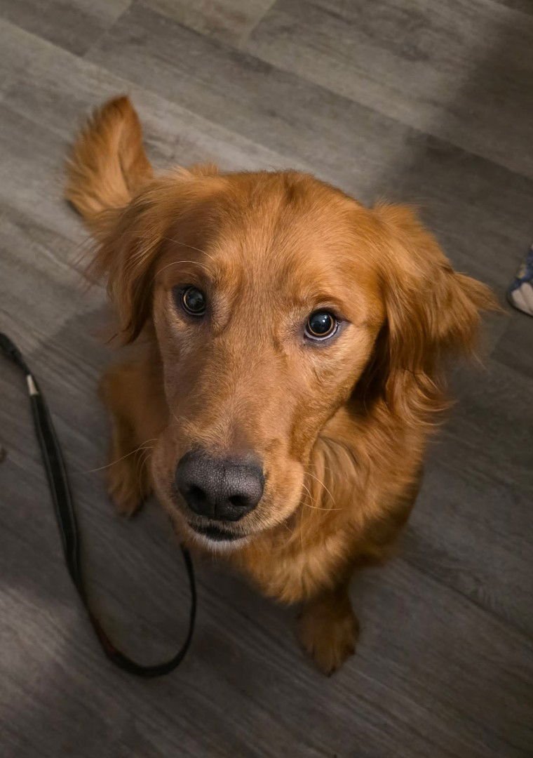 DIAGO - Golden Retriever available for adoption