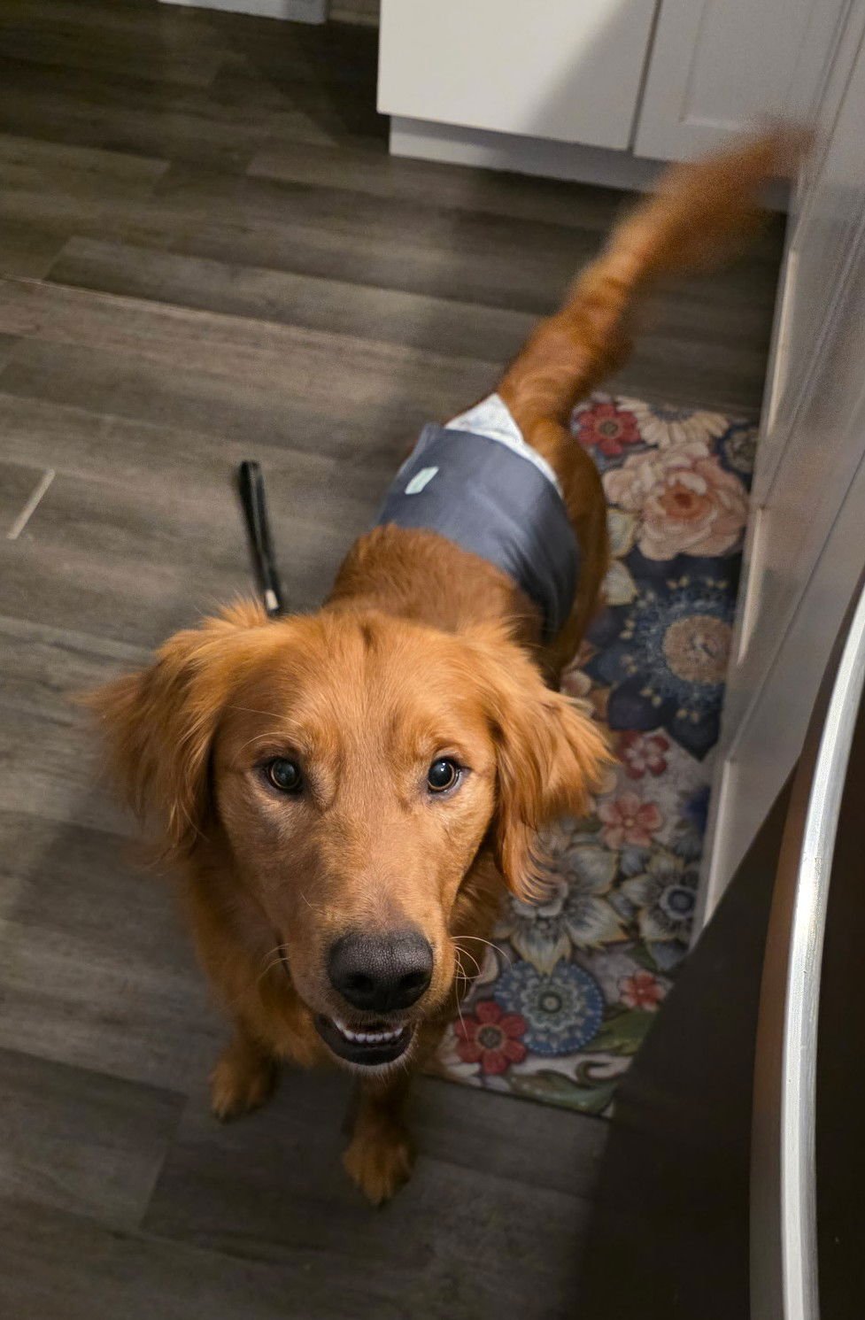 DIAGO - Golden Retriever available for adoption