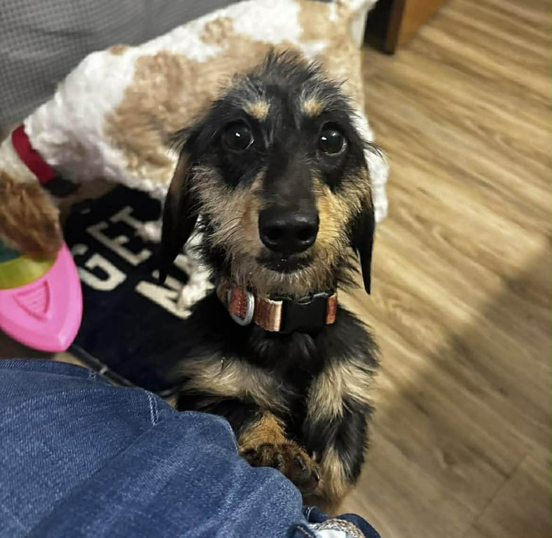 Roxi Image