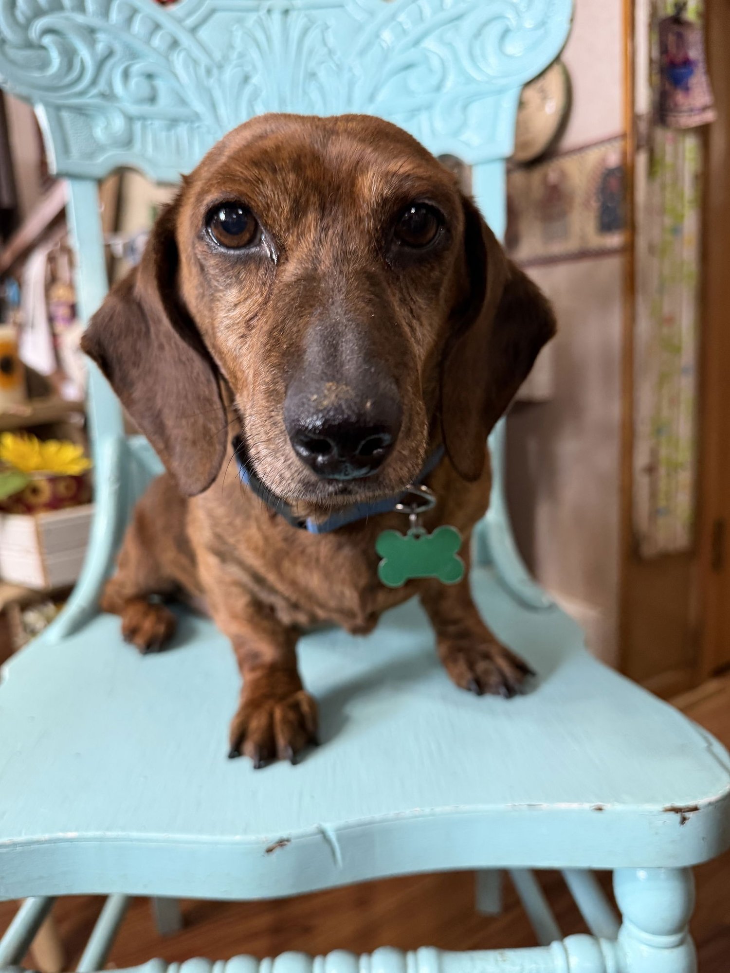 ARCHIE - Dachshund for adoption in Sioux Falls