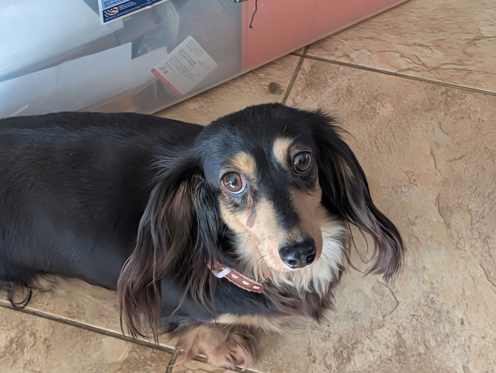 SCARLETT - Dachshund available for adoption