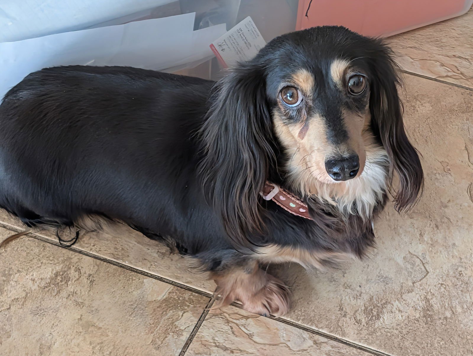 SCARLETT - Dachshund available for adoption