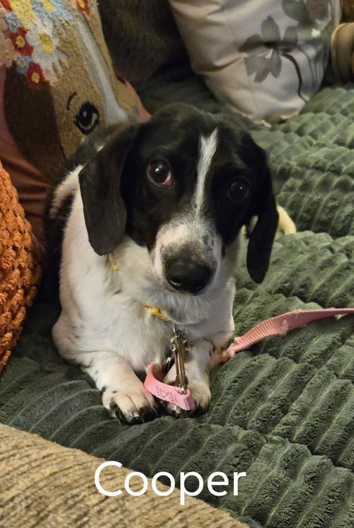 COOPER - Dachshund for adoption in Sioux Falls