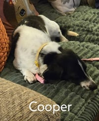 Cooper - Photo 4