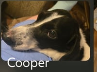 Cooper - Photo 2