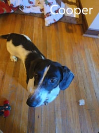 Cooper - Photo 3