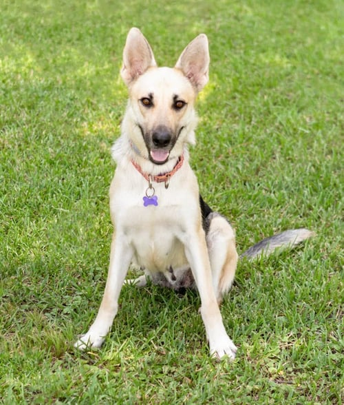 ANGEL - German Shepherd Dog for adoption in Montgomery