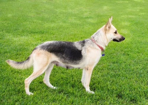 ANGEL - German Shepherd Dog available for adoption