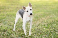 Roscoe - Photo 1