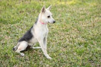 Roscoe - Photo 3