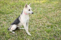 Roscoe - Photo 3