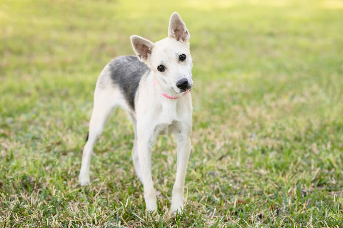 Roscoe Image