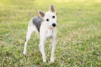 Roscoe - Photo 1