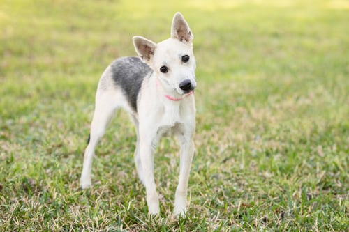 ROSCOE - German Shepherd Dog for adoption in Montgomery