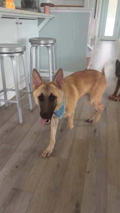 GERRI (GERONIMO)