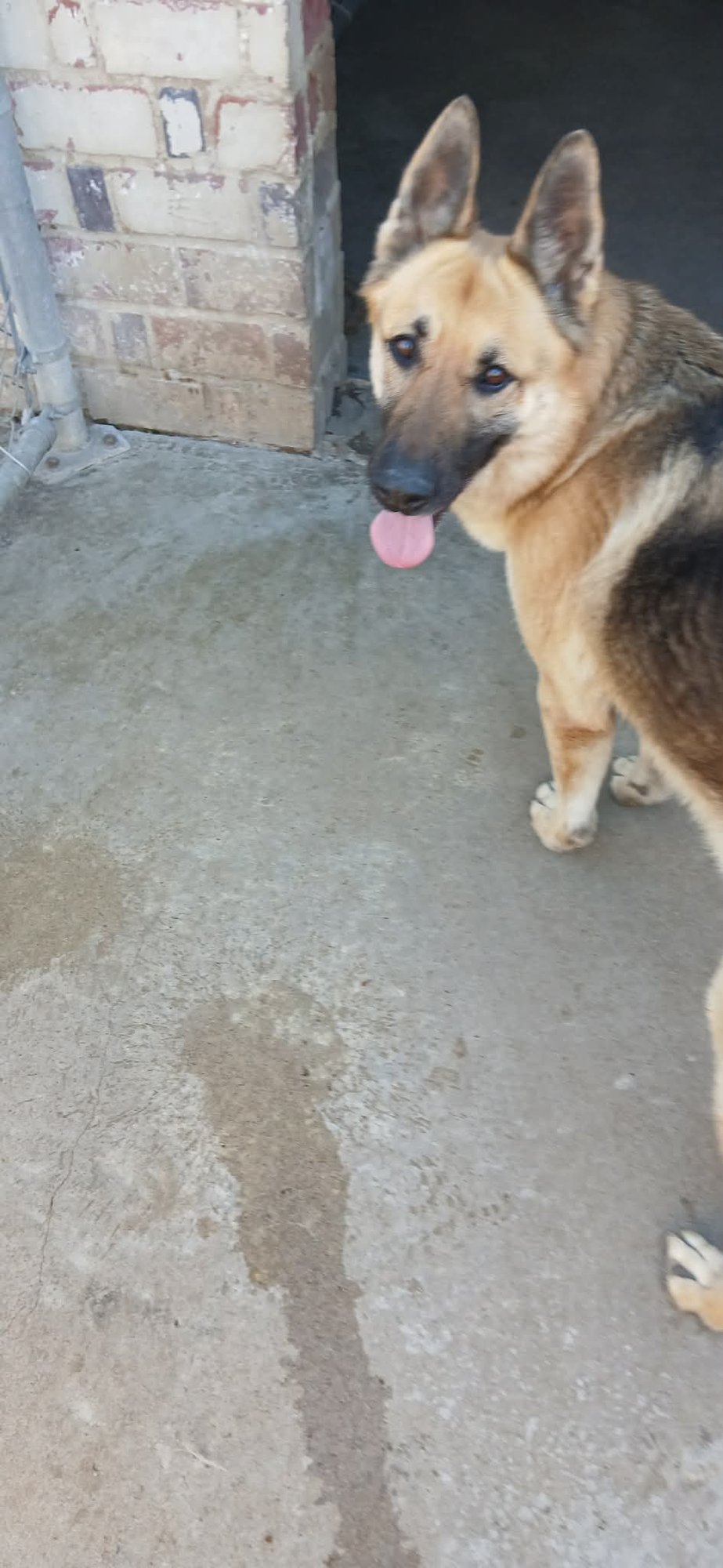 GABBY (BELLA) - German Shepherd Dog for adoption in Montgomery