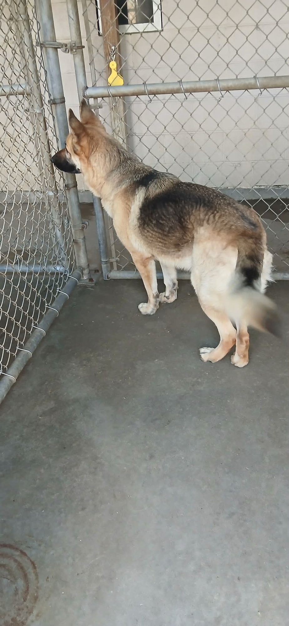 Gabby (Bella) - Photo 2