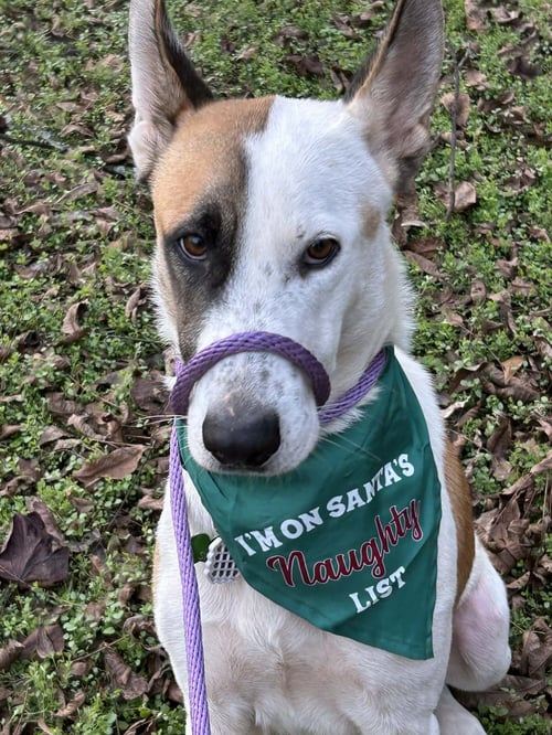 PANDA - German Shepherd Dog for adoption in Montgomery