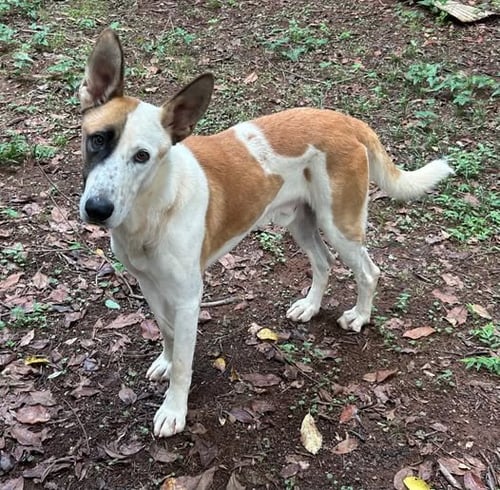 PANDA - German Shepherd Dog available for adoption