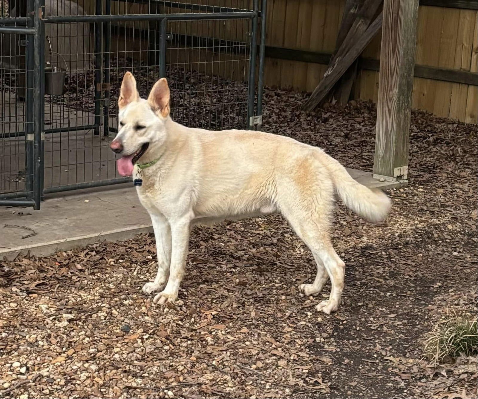 OFI THOBI (FLAME) - German Shepherd Dog for adoption in Montgomery