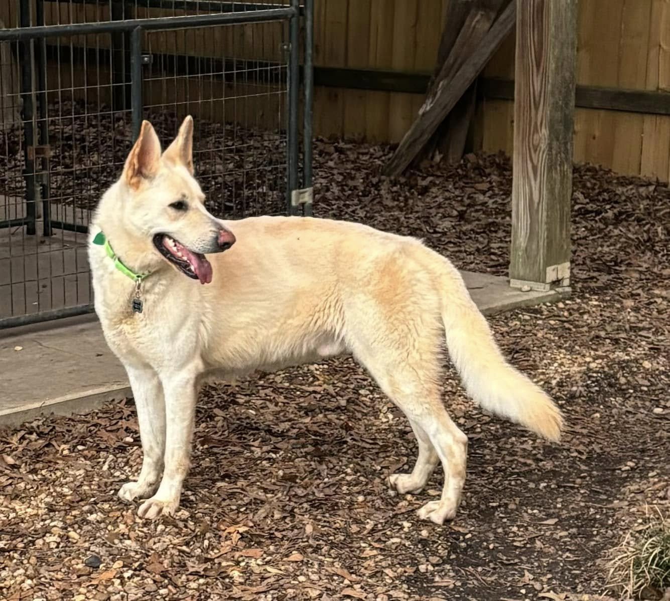 OFI THOBI (FLAME) - German Shepherd Dog available for adoption